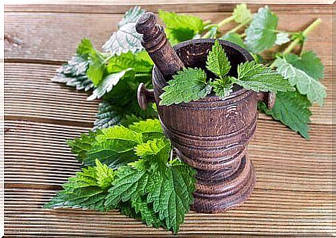 nettle: natural treatment for bone pain