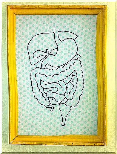 digestive system