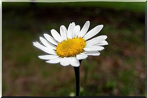 chamomile helps with diverticulosis