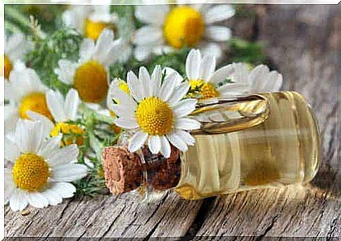 In animal experiments, chamomile essential oil reduced neuropathic pain