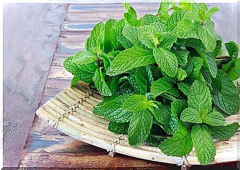 mint cures intestinal infection