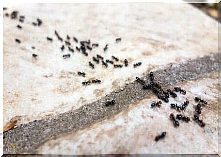 Ants can be expelled from their homes by natural means