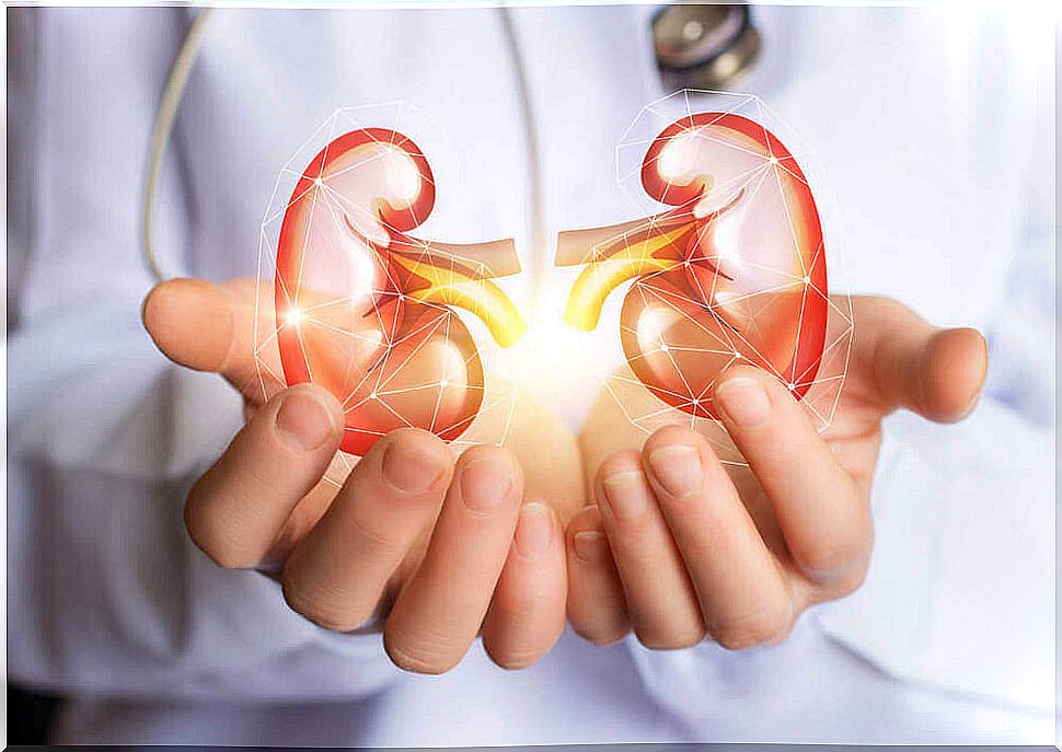 An effective cleansing treatment for the kidneys