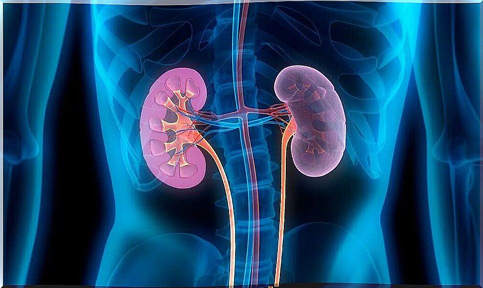 location of the kidneys in the body