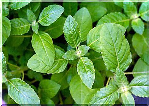 How to store basil in the freezer?