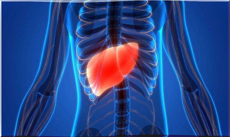 location of the liver in the body