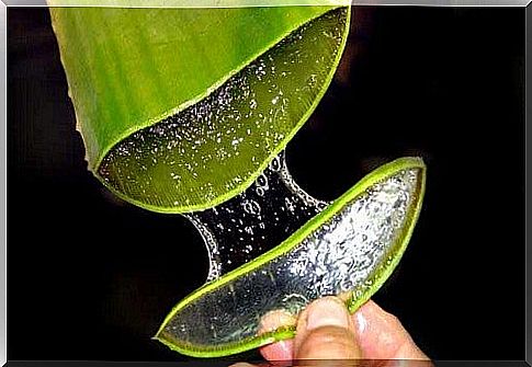 Aloe Vera is a natural laxative