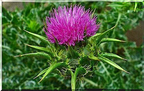 St. John's wort pays for a cleansing drink