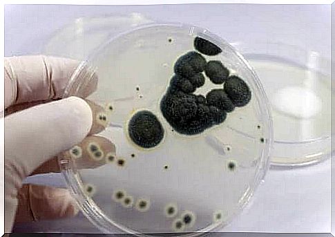 Penicillin is derived from the fungus.