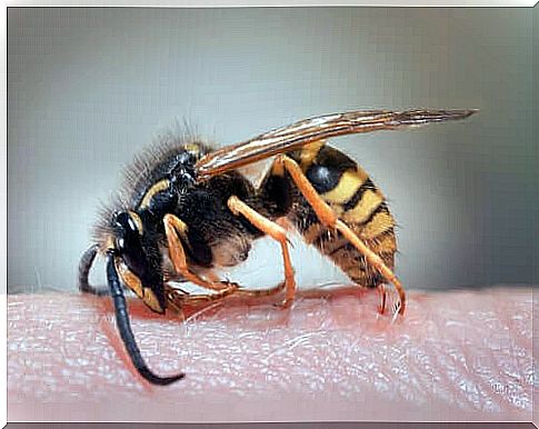 Take care of the wasp sting at home