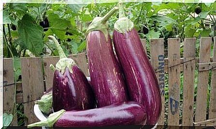 The 10 best health benefits of eggplant