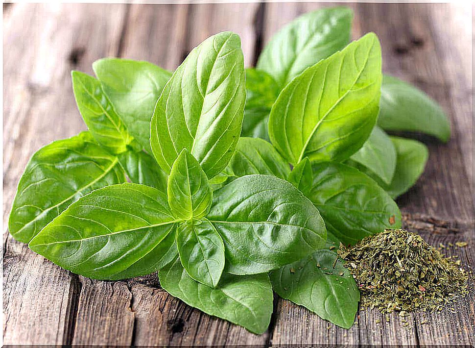 fresh basil