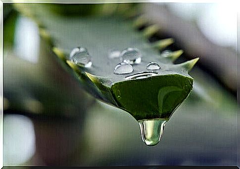 the most beautiful hair aloe vera